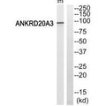 Western blot analysis of extracts from 3T3 cells, using ANKRD20A3 antiobdy.
