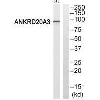 Western blot analysis of extracts from 3T3 cells, using ANKRD20A3 antiobdy.