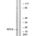 Western blot analysis of extracts from K562 cells, using RPC8 antibody.