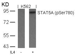 Western blot analysis of extracts from K562 cells untreated or treated with IL-4 using STAT5A(Phospho-Ser780) Antibody.