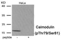Western blot analysis of extracts from HeLa tissue using Calmodulin (Phospho-Thr79/Ser81) antibody.The lane on the right is treated with the antigen-specific peptide.