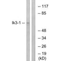Western blot analysis of extracts from LOVO cells, using Ik3-1 antibody.