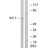 Western blot analysis of extracts from LOVO cells, using Ik3-1 antibody.