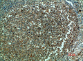 CASP3 Antibody – Figure 1 of 1