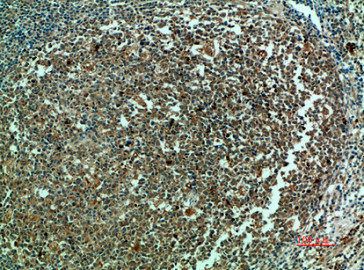 CASP3 Antibody – Figure 1 of 1