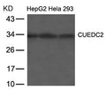 Western blot analysis of extracts from HepG2, Hela and 293 cells using CUEDC2 Antibody.