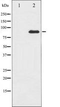 Western blot analysis of PKC theta expression in PMA treated Jurkat whole cell lysates,The lane on the left is treated with the antigen-specific peptide.
