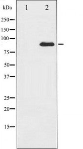 Western blot analysis of PKC theta expression in PMA treated Jurkat whole cell lysates,The lane on the left is treated with the antigen-specific peptide.