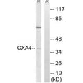 Western blot analysis of extracts from Jurkat cells, using GJA4 antibody.