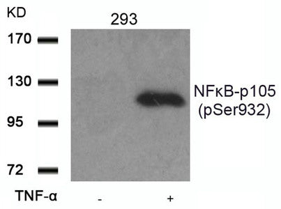 Western blot analysis of extracts from 293 cells untreated or treated with TNF-a using NFkB-p105(Phospho-Ser932) Antibody.