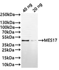 Western Blot
Positive WB detected in: recombinant protein
All lanes:MES17 Antibody at 1:1000
Secondary
Goat polyclonal to rabbit IgG at 1/20000 dilution
Predicted band size: 37.8 kDa
Observed band size: 38 kDa