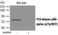 Western blot analysis of extracts from Rat liver tissue using PI3-kinase p85- alpha (Phospho-Tyr607) Antibody.The lane on the right is treated with the antigen-specific peptide.