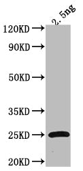 Western Blot
Positive WB detected in Recombinant protein
All lanes: Tet antibody at 1:2000
Secondary
Goat polyclonal to rabbit IgG at 1/50000 dilution
Predicted band size: 25.5 kDa
Observed band size: 23 kDa