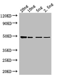 Western Blot
Positive WB detected in: recombinant protein
All lanes: Tet Antibody at 1:1000
Secondary
Goat polyclonal to rabbit IgG at 1/50000 dilution
Predicted band size: 47 kDa
Observed band size: 47 kDa