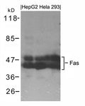 Western blot analysis of extracts from HepG2, Hela and 293 cells using Fas Antibody.