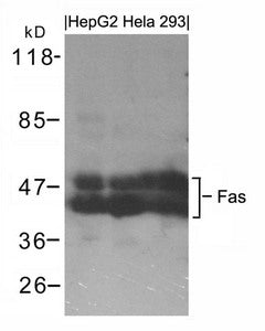 Western blot analysis of extracts from HepG2, Hela and 293 cells using Fas Antibody.