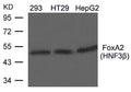 Western blot analysis of extracts from 293, HT29, HepG2 cells using FoxA2(HNF3b) Antibody.