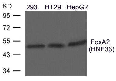 Western blot analysis of extracts from 293, HT29, HepG2 cells using FoxA2(HNF3b) Antibody.