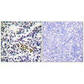 Immunohistochemistry analysis of paraffin-embedded human tonsil tissue using NYREN18 antibody.
