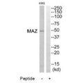 Western blot analysis of extracts from K562 cells, using MAZ antibody.