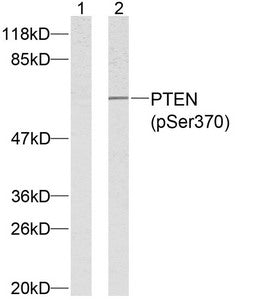 Western blot analysis of extracts from HeLa cells using PTEN (phospho-Ser370) antibody.