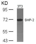 Western blot analysis of extracts from 3T3 cells using SHP-2(Ab-542) Antibody.