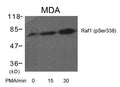 Western blot analysis of extracts from MDA cells untreated or treated with PMA for the indicated times using Raf1(Phospho-Ser338) Antibody.