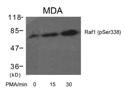Western blot analysis of extracts from MDA cells untreated or treated with PMA for the indicated times using Raf1(Phospho-Ser338) Antibody.