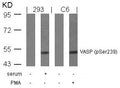 Western blot analysis of extracts from serum-treated 293 and PMA-treated C6 cells using VASP(Phospho-Ser239) Antibody.