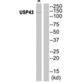 Western blot analysis of extracts from JK cells, using USP43 antibody.