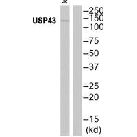 Western blot analysis of extracts from JK cells, using USP43 antibody.
