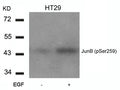 Western blot analysis of extracts from HT29 cells untreated or treated with EGF using JunB(Phospho-Ser259) Antibody.