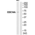 Western blot analysis of extracts from HeLa cells, using CC14A antibody.