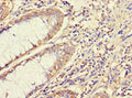 ATG5 Antibody – Figure 1 of 3