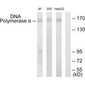 Western blot analysis of extracts from Jurkat cells, 293 cells and HepG2 cells, using DNA Polymerase α antibody.