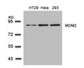 Western blot analysis of extracts from HT29, Hela and 293 cells using MDM2(Ab-166) Antibody.