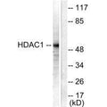 Western blot analysis of extracts from NIH/3T3 cells, using HDAC1 antibody.