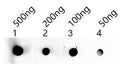 Dot blot analysis of peptides corresponding to the immunogen  was probed with  SHOC1 antibody at a dilution of 1:1000.
Blocking/Dilution buffer: 4% nonfat dry milk(NFDM)/PBS.
Secondary antibody：Goat polyclonal to rabbit IgG at 1/40000 dilution
Exposure time: 14s.