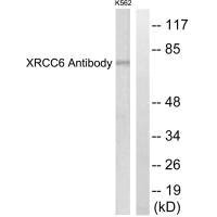 Western blot analysis of extracts from K562 cells, using XRCC6 antibody.