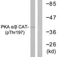 Western blot analysis of extracts from mouse brain cells using PKA α/β CAT (Phospho-Thr197) Antibody.The lane on the right is treated with the antigen-specific peptide.