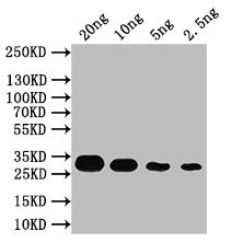 Western Blot
Positive WB detected in: recombinant protein
All lanes: CCD7 Antibody at 1:1000
Secondary
Goat polyclonal to rabbit IgG at 1/50000 dilution
Predicted band size: 31 kDa
Observed band size: 31 kDa