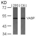 Western blot analysis of extracts from 293 and C6 cells using VASP(Ab-157) Antibody.