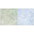 Immunohistochemistry analysis of paraffin-embedded human brain tissue using NPAS4 antibody.