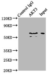 Immunoprecipitating AKT3 in mouse brain whole cell lysate 
Lane 1: Rabbit control IgG (1ug) instead of CSB-PA15929A0Rb in mouse brain whole cell lysate.
For western blotting, a HRP-conjugated Protein G antibody was used as the secondary antibody (1/2000)
Lane 2: CSB-PA15929A0Rb (6ug) + Mouse brain whole cell lysate (500ug)
Lane 3: Mouse brain whole cell lysate (10ug)