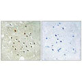 Immunohistochemistry analysis of paraffin-embedded human brain tissue using RPS19BP1 antibody.