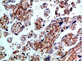 Immunohistochemical analysis of paraffin-embedded Human-placenta, antibody was diluted at 1:100