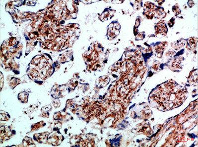 Immunohistochemical analysis of paraffin-embedded Human-placenta, antibody was diluted at 1:100
