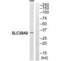 Western blot analysis of extracts from A549 cells, using SLC39A9 antibody.