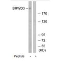 Western blot analysis of extracts from HuvEC, K562, Jurkat and HeLa cells, using HSPA8 antibody.