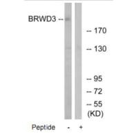Western blot analysis of extracts from HuvEC, K562, Jurkat and HeLa cells, using HSPA8 antibody.
